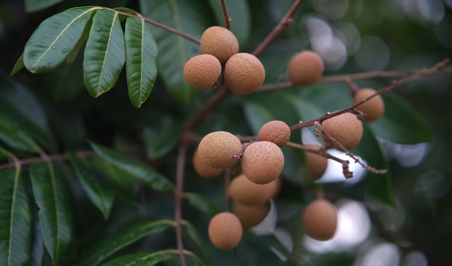 Health Benefits of Mangosteen You Didn’t Know