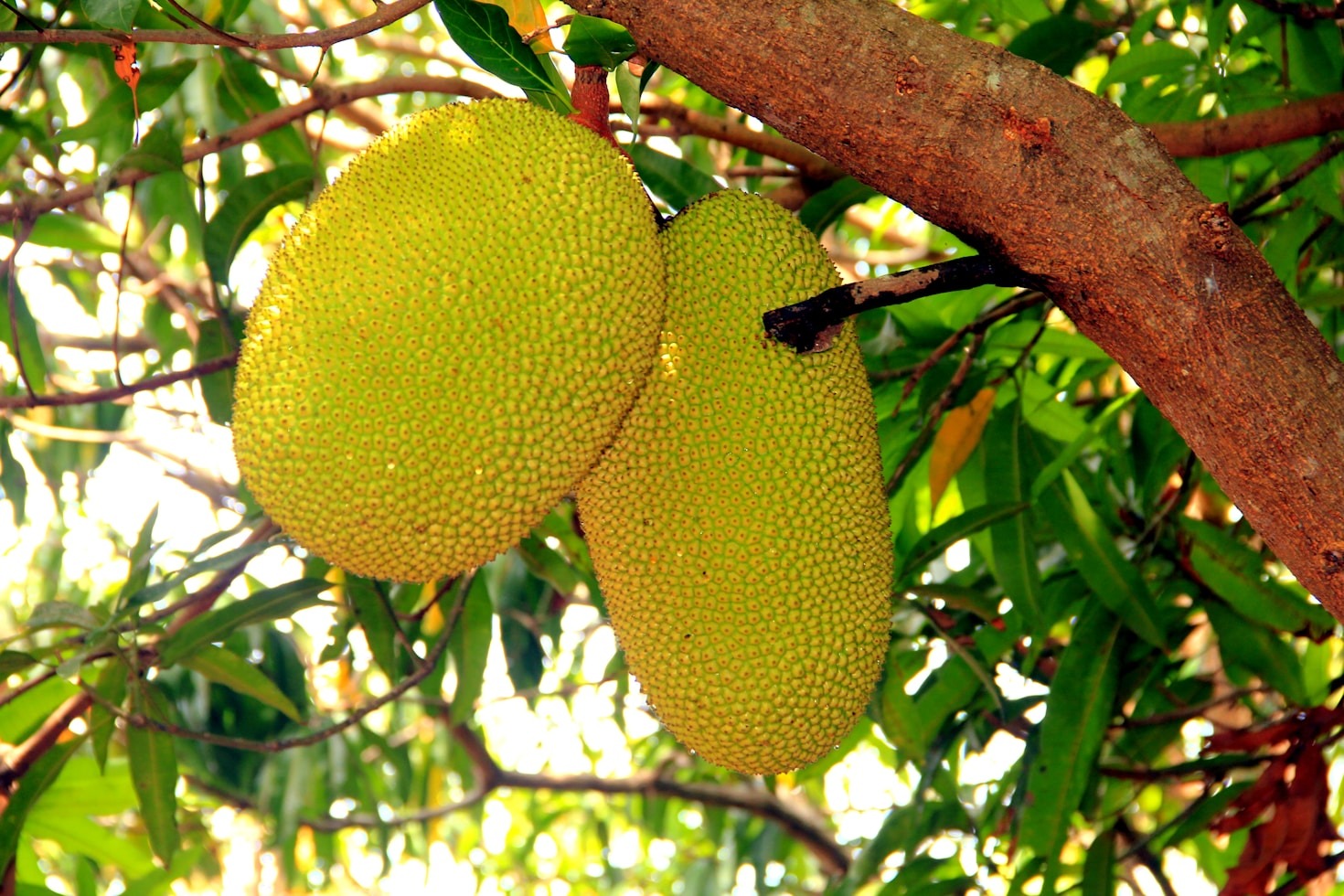 The Impact of Mangosteen on Local Economies