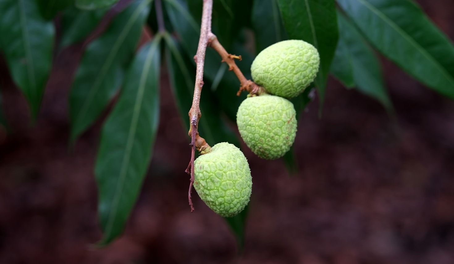 Understanding Mangosteen’s Role in Global Cultures